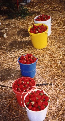 Erdbeerenernte.jpg (50281 Byte)