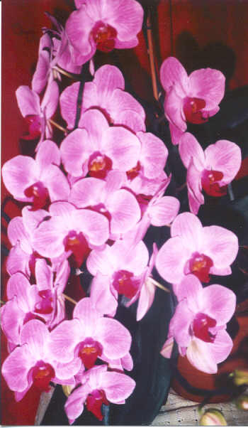 Orchideen.jpg (33024 Byte)