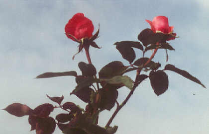 rose.jpg (11563 Byte)