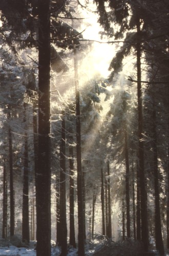 winterliche Waldstimmung.jpg (56953 Byte)