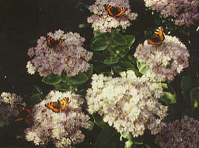 Schmetterlinge.jpg (42435 Byte)