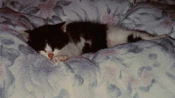 schlafende Katze.jpg (25183 Byte)