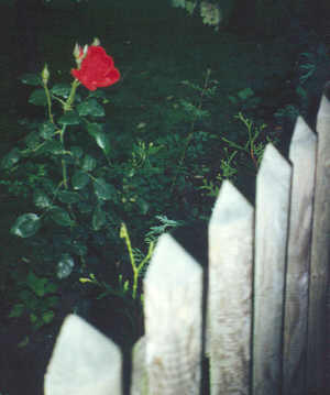 einzelne Rose am Zaun.jpg (12858 Byte)
