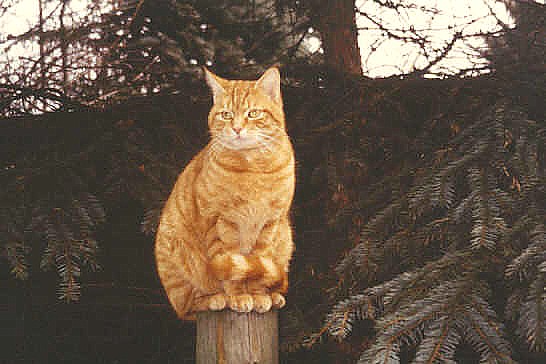 Katze auf dem Zaun.jpg (54010 Byte)
